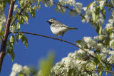 White Wagtail 